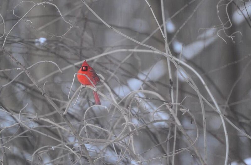 Jennings County pic of cardinal