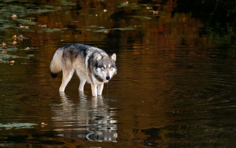 Wolfgang Wading in the Pond