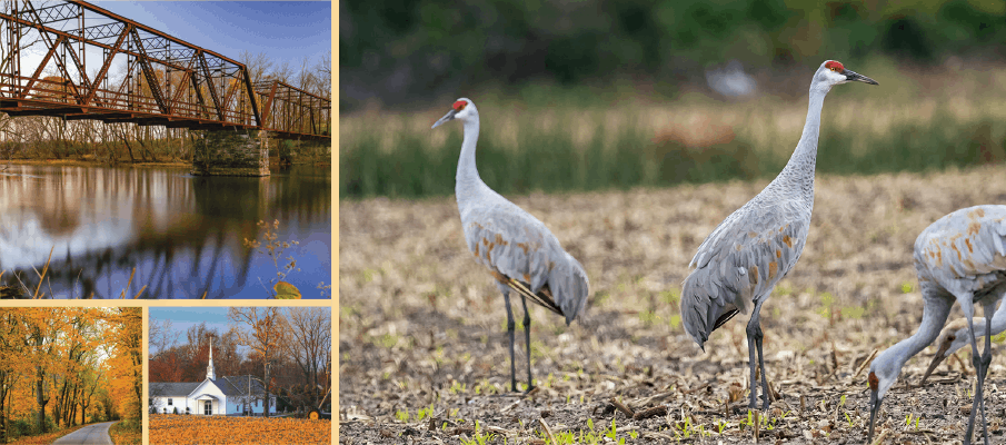 pulaski-county-sandhill-cranes