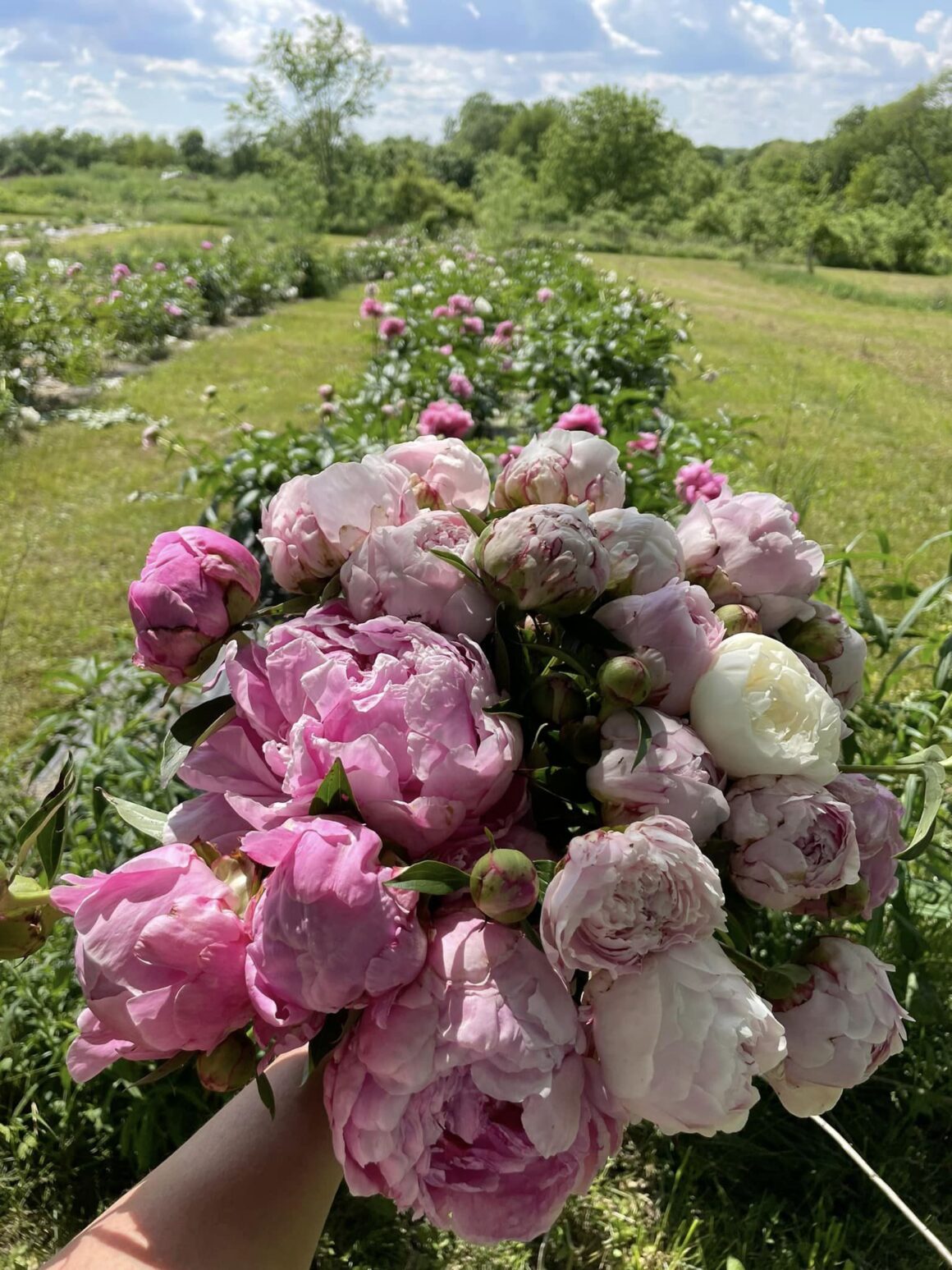 21-Petals-Florist-and-Flower-Market-Visit-Lafayette