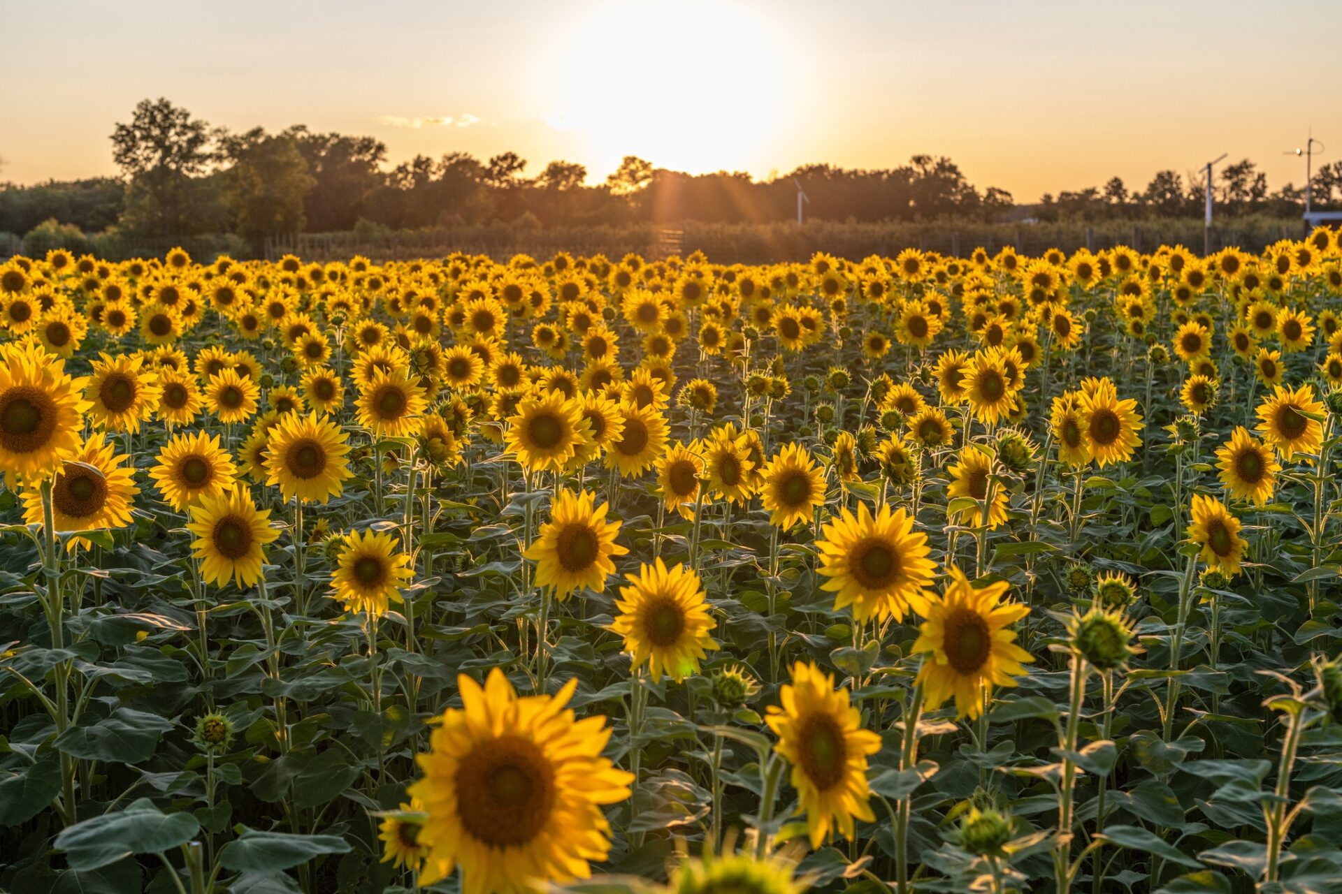 Fair-Oaks-Sunflowers