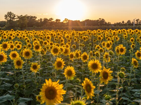 Fair-Oaks-Sunflowers