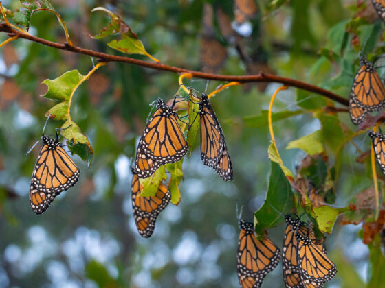 Monarch-Festival-East-Chicago