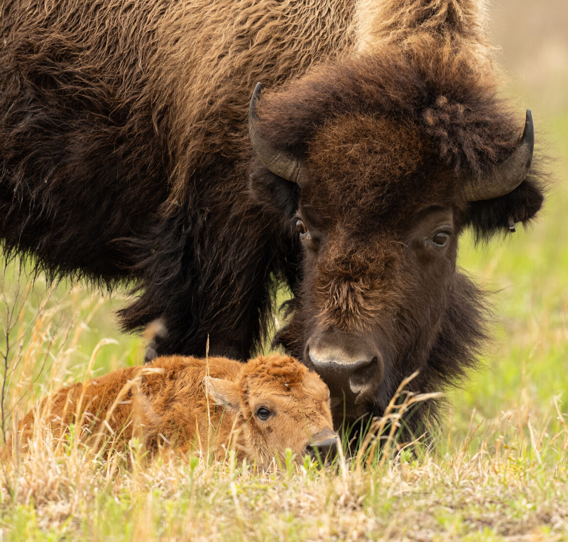 Newton-County-Bison