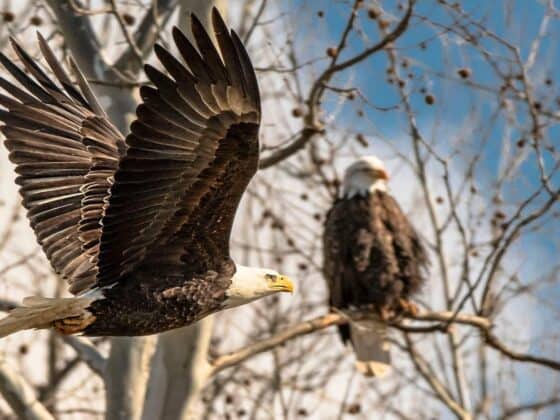 eagles-in-flight-weekend-turkey-run