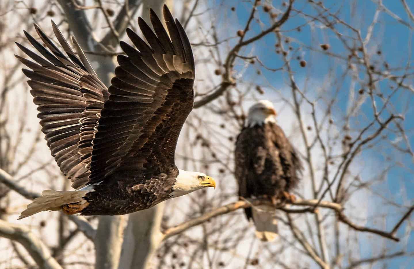 eagles-in-flight-weekend-turkey-run