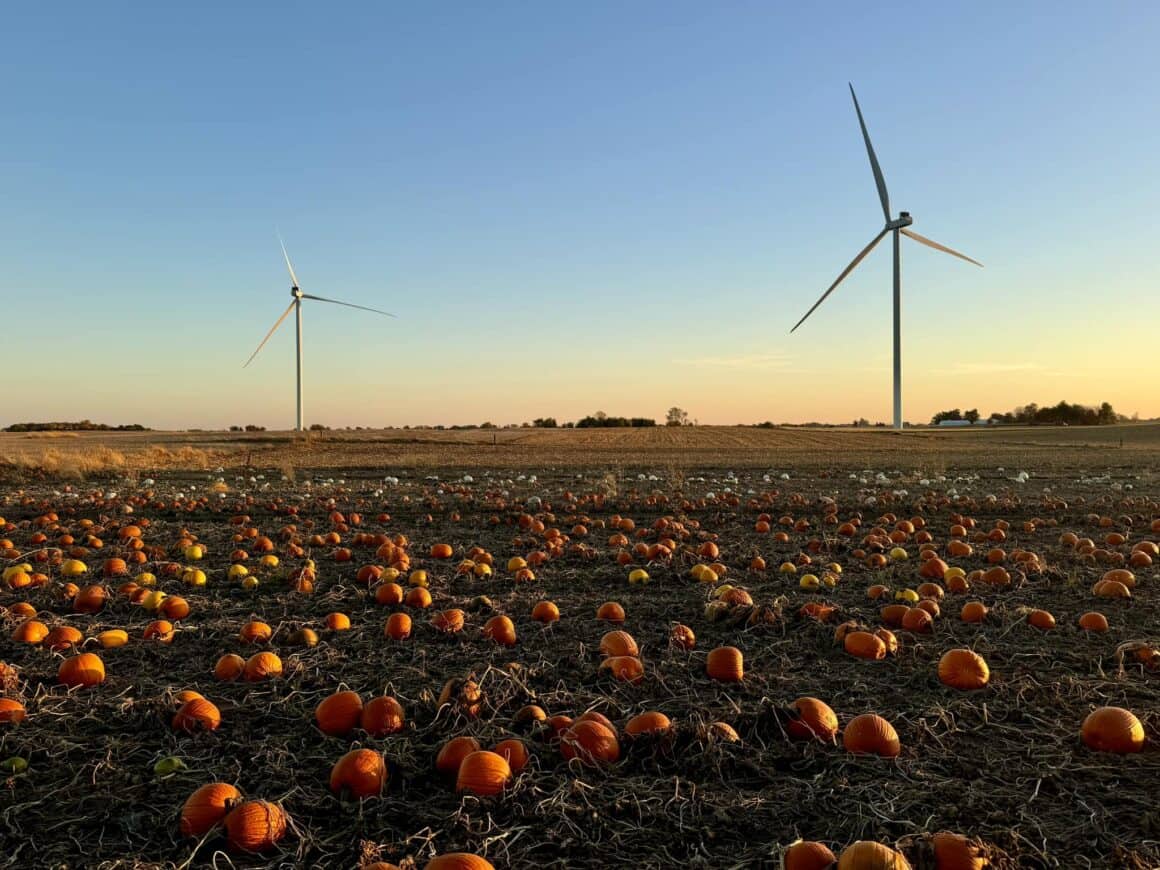 Kent's-Cucurbits-Pumpkin-Patch-White-County