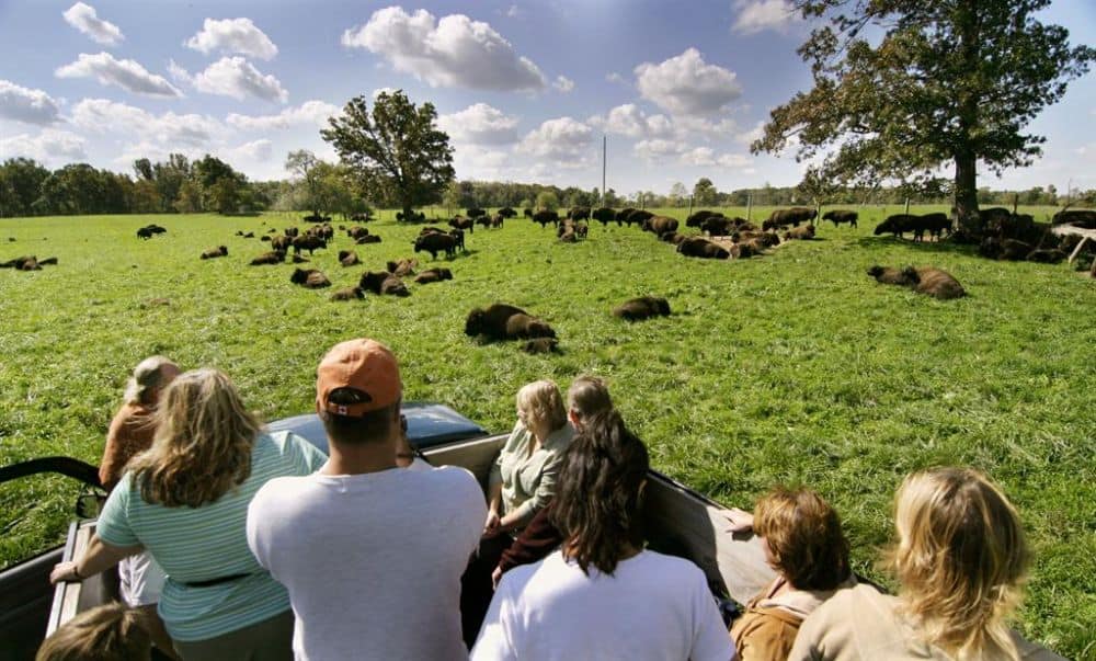 Wild-Winds-Buffalo-Preserve