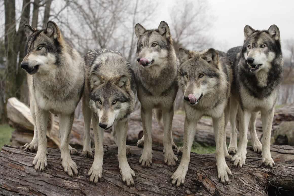 Wolf-Park-Lafayette-Indiana